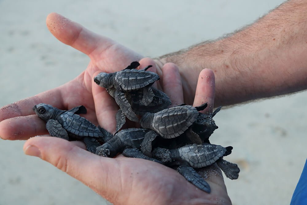 Sea turtle reserve service project